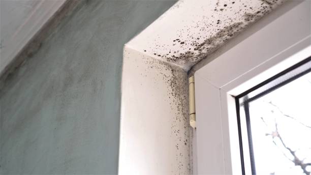 Best Comprehensive Air Testing for Mold Contaminants  in Whitewater, WI