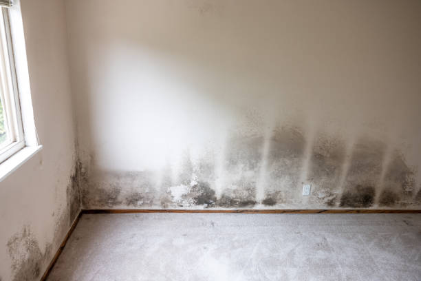 Best Mold Documentation for Insurance Claims  in Whitewater, WI