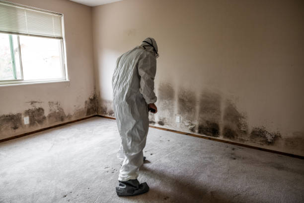 Best Asbestos and Lead Testing During Mold Inspection  in Whitewater, WI